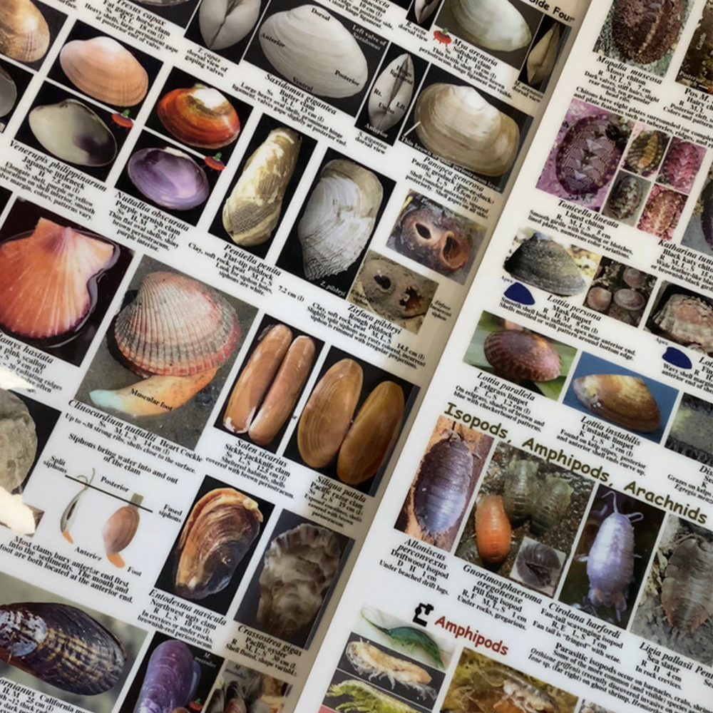 Inside Invertebrates EZ Guide to Common Intertidal Invertebrates of the Salish Sea – I LOVE ...