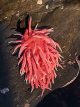 Load image into Gallery viewer, Hopkins&#39; Rose (Okenia rosacea) Nudibranch Wildlife Conservation Pin
