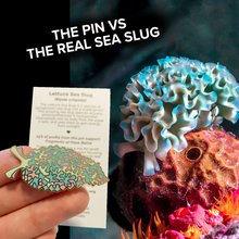 Load image into Gallery viewer, Lettuce Sea Slug (Elysia crispata) Wildlife Conservation Pin
