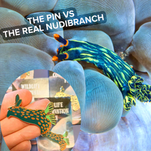 Load image into Gallery viewer, Nembrotha Nudibranch Wildlife Conservation Pin
