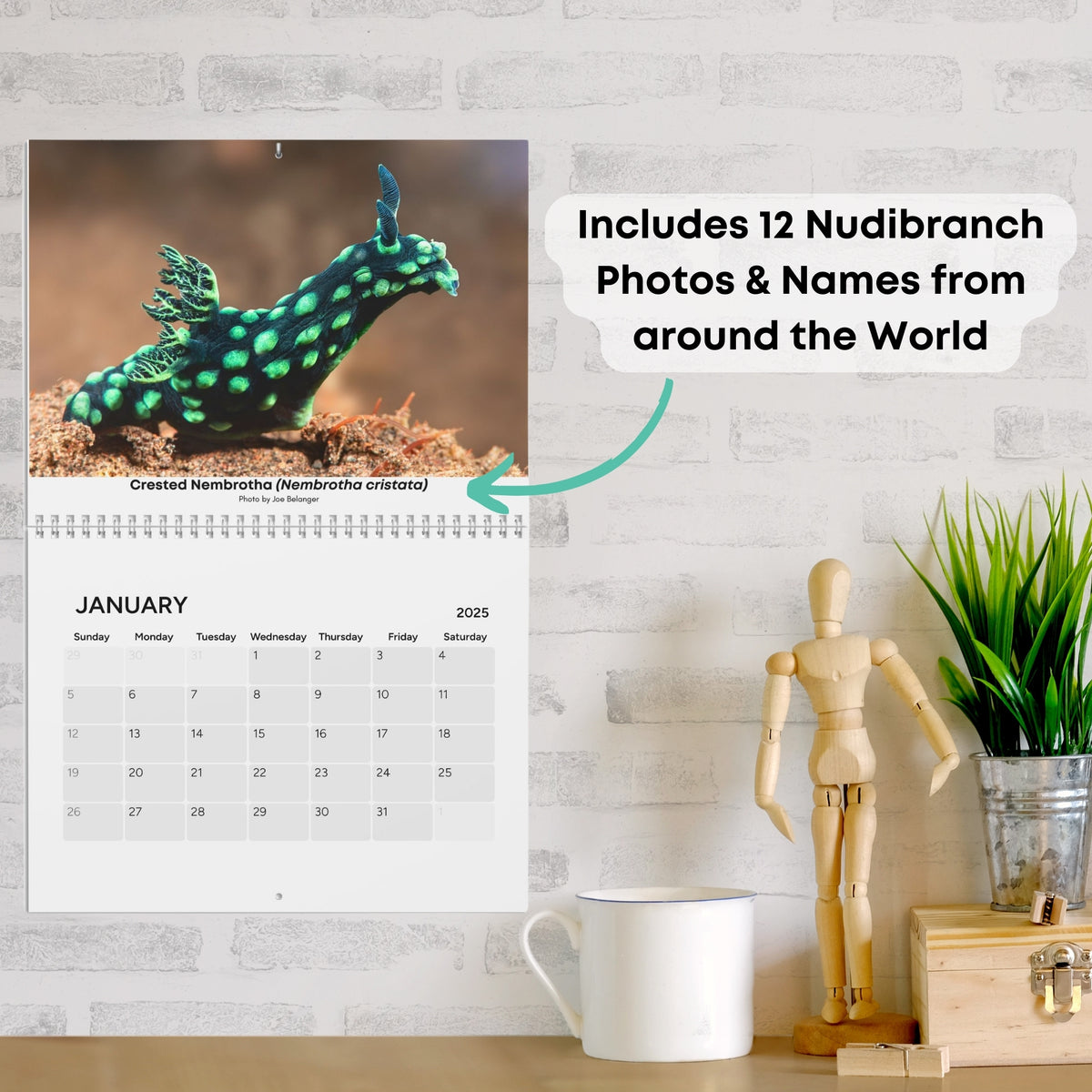 2025 XXX Nudibranch Wall Monthly Calendar – I LOVE NUDIS