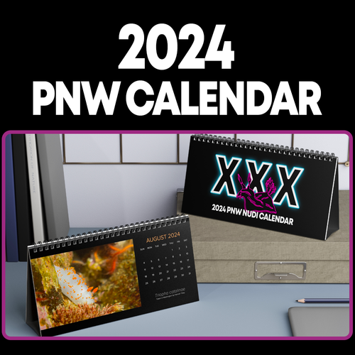XXX PNW NUDI CALENDAR 2024 - Pacific Northwest Nudibranch 12 Month Table/Desk Calendar