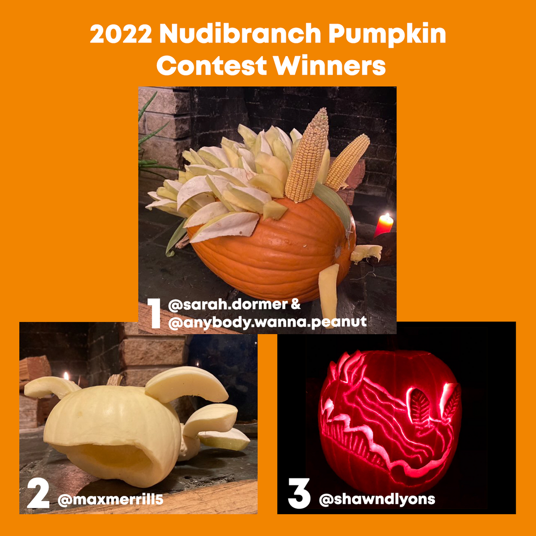 Nudibranch Pumpkin Contest Winners