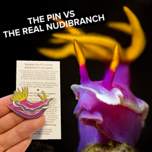 Load image into Gallery viewer, Purple Nudibranch (Hypselodoris apolegma) Wildlife Conservation Pin
