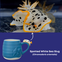 Load image into Gallery viewer, Nudibranch Ceramic Mug - 2 Species - Spotted White Sea Slug and Anna&#39;s Magnificent Sea Slug
