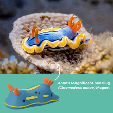 Load image into Gallery viewer, Anna&#39;s Magnificent Sea Slug (Chromodoris annae) Magnet
