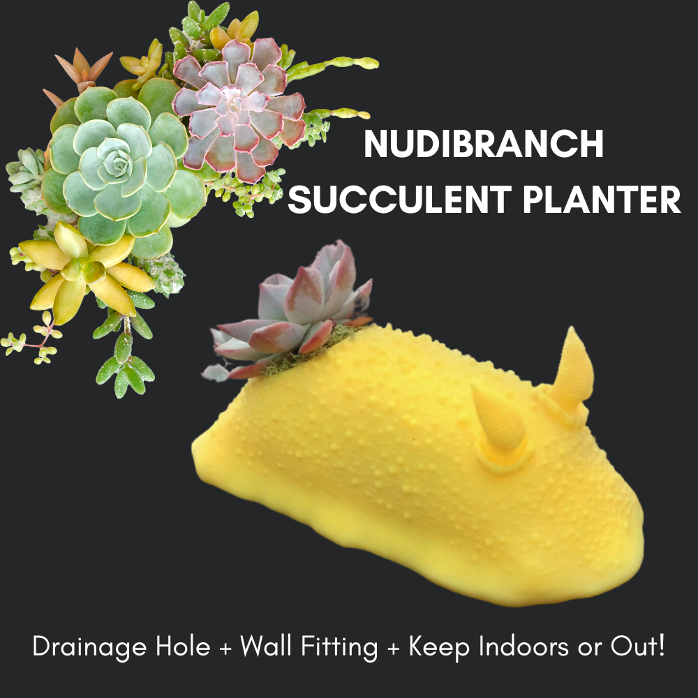 succulent planter drainage hole Hanging Nudibranch Succulent Planters by Reef Renders – I LOVE NUDIS