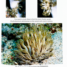 画像をギャラリービューアに読み込む, Nudibranch Behavior Book by David Behrens
