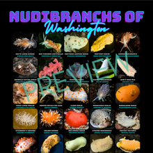 Load image into Gallery viewer, I LOVE NUDIS™ Nudibranchs of Washington Black T-shirt with Photos &amp; Common/Scientific Names
