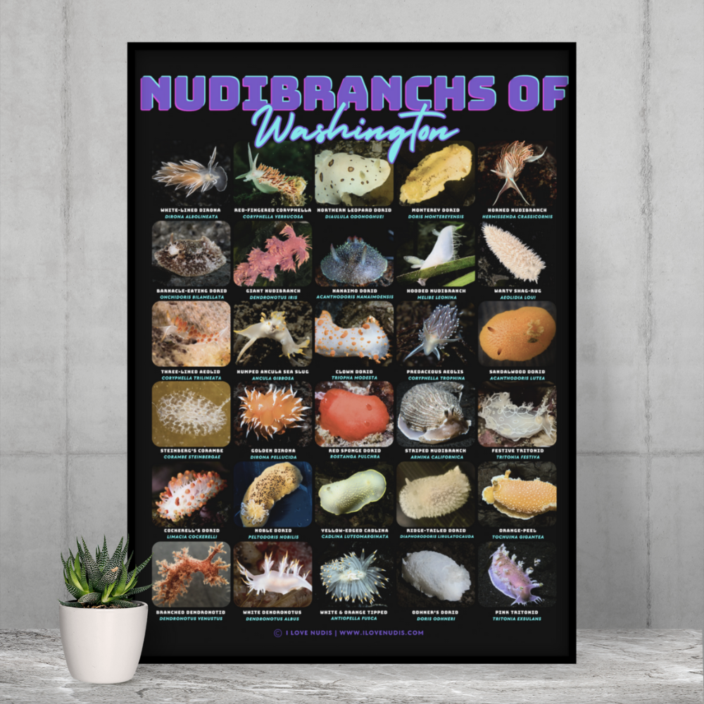 PNW Nudibranchs of Washington Photographic Poster with Identification Names on desk