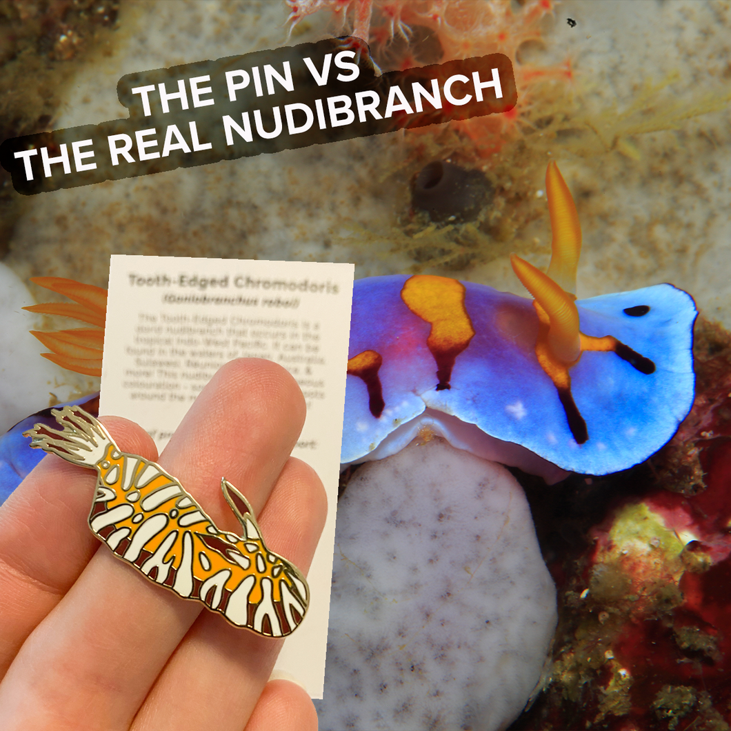 Tooth-Edged Chromodoris (Goniobranchus roboi) Nudibranch Wildlife Conservation Pin