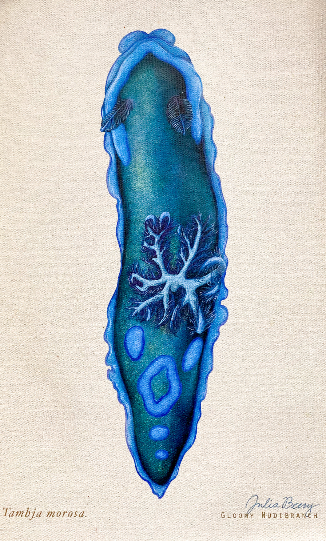 Gloomy Nudibranch (Tambja morosa) Giclée Print