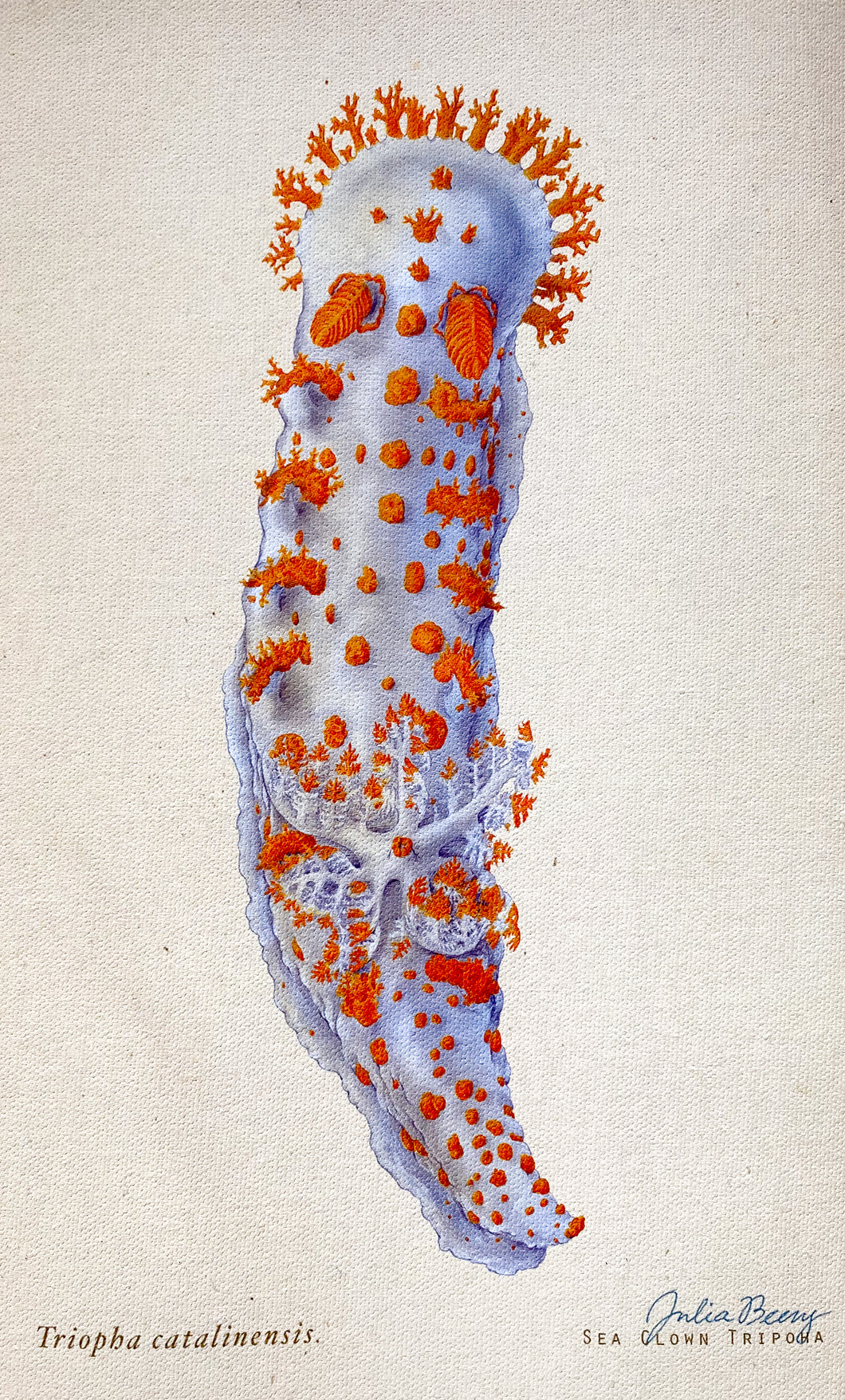 Sea Clown (Triopha catalinae) Giclée Print