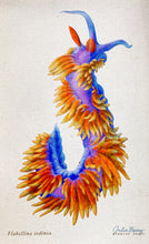 Load image into Gallery viewer, Spanish Shawl (Flabellinopsis iodinea) Giclée Print
