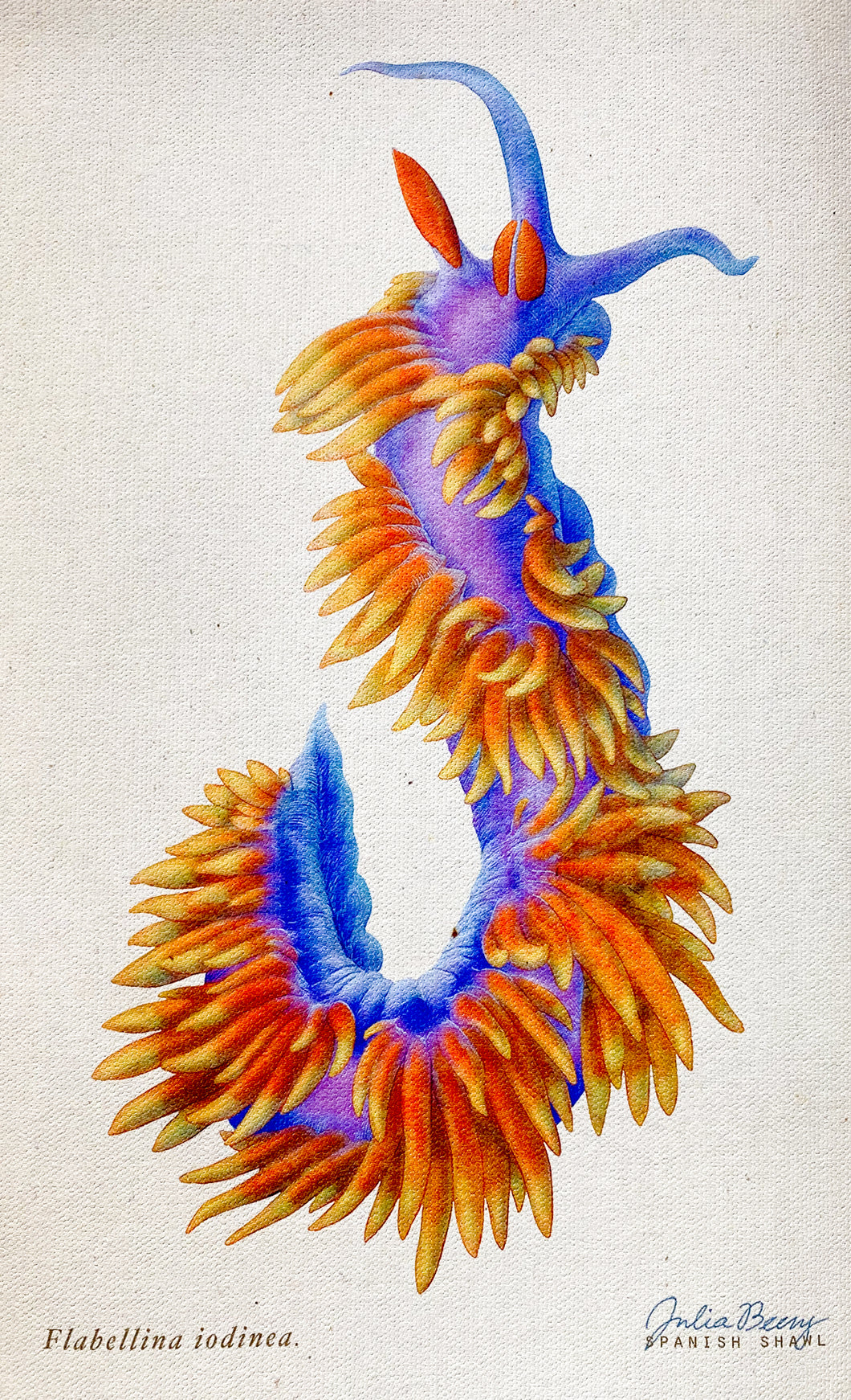 Spanish Shawl (Flabellinopsis iodinea) Giclée Print