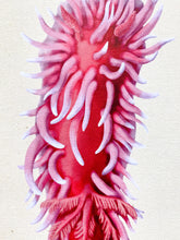 Load image into Gallery viewer, Hopkins&#39; Rose (Okenia rosacea) Nudibranch Print &amp; Pin Bundle
