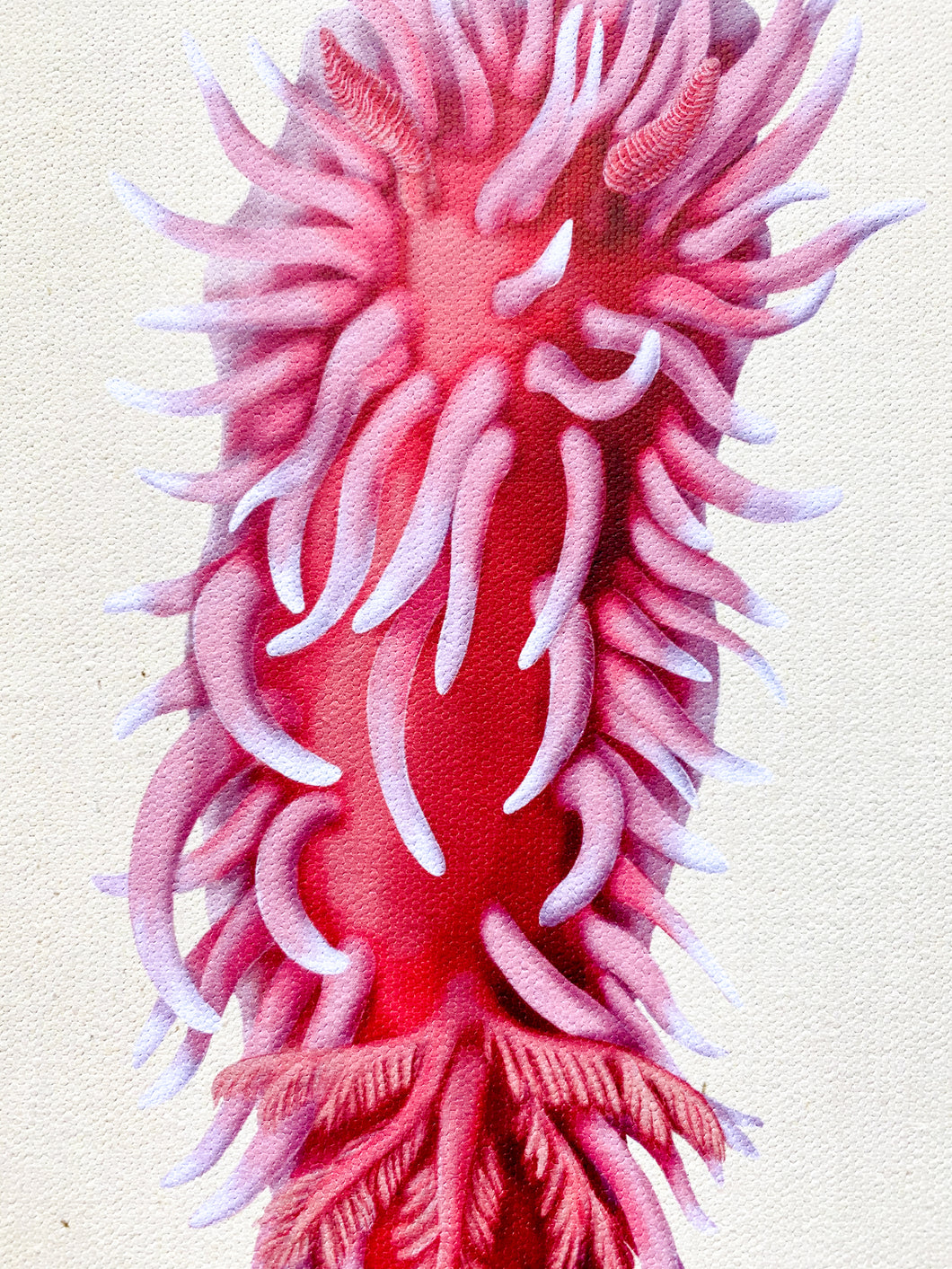 Hopkins' Rose (Okenia rosacea) Nudibranch Print & Pin Bundle