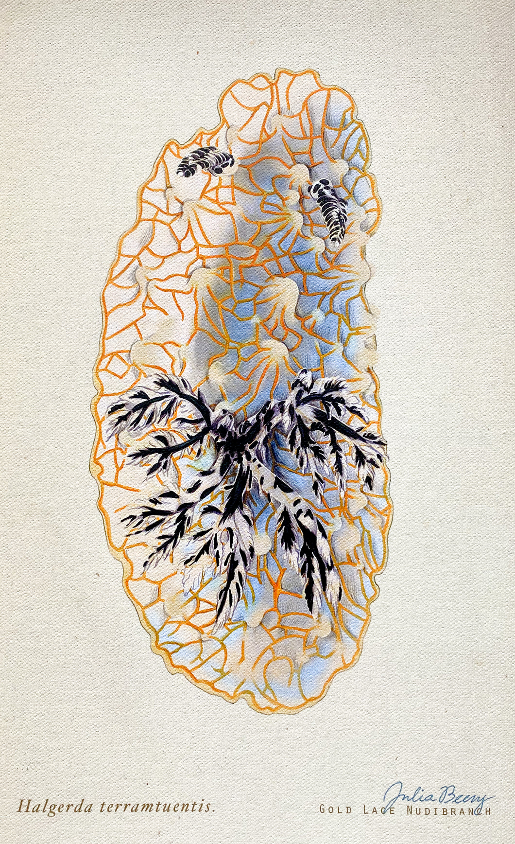 Golden Lace Nudibranch (Halgerda terramtuentis) Giclée Print