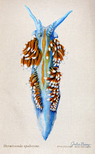 Load image into Gallery viewer, Opalescent Nudibranch Print &amp; Pin Bundle
