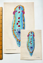 Load image into Gallery viewer, Bennet&#39;s Hypselodoris (Hypselodoris bennetti) Giclée Print
