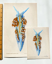 Load image into Gallery viewer, Opalescent Nudibranch Print &amp; Pin Bundle
