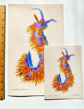 Load image into Gallery viewer, Spanish Shawl (Flabellinopsis iodinea) Bundle
