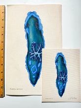Load image into Gallery viewer, Gloomy Nudibranch (Tambja morosa) Giclée Print
