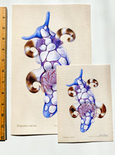 Load image into Gallery viewer, Jester Nudibranch (Trapania scurra) Giclée Print
