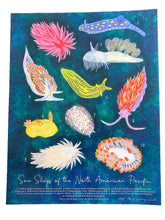 Load image into Gallery viewer, Sea Slugs of the North American Pacific Recycled Art Print
