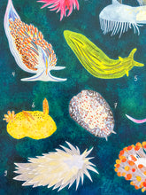 Load image into Gallery viewer, Sea Slugs and Nudibranchs of the North American Pacific Bundle - Poster &amp; Sticker Pack
