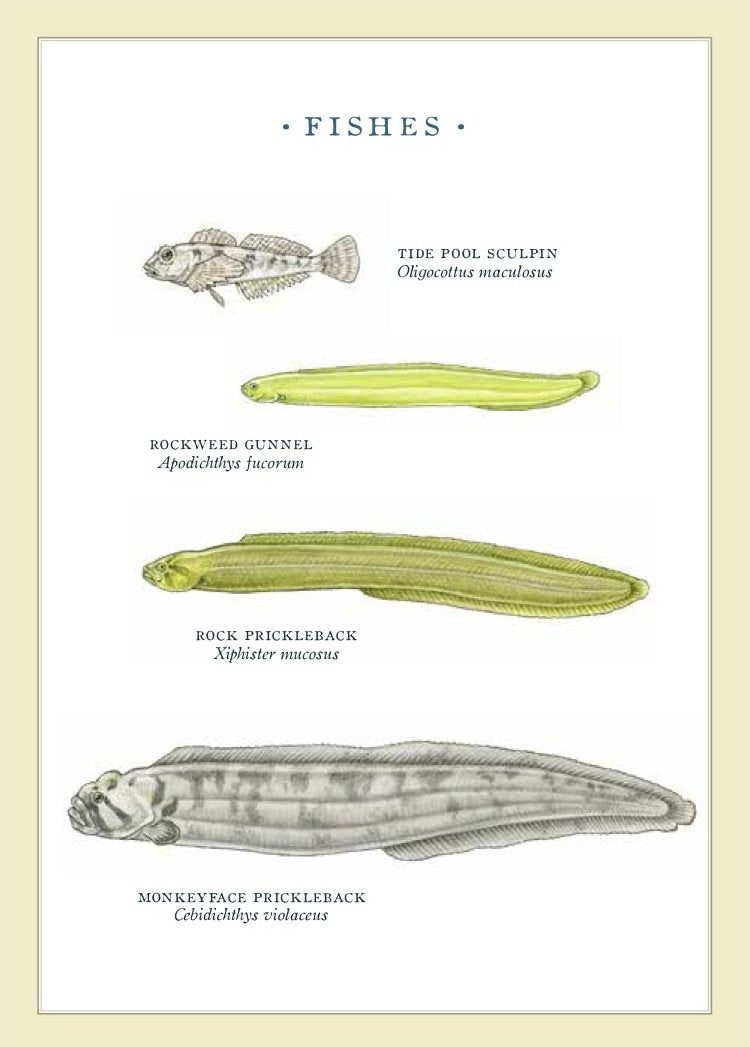 Fylling's Illustrated Guide to Pacific Coast Tide Pools – I LOVE NUDIS