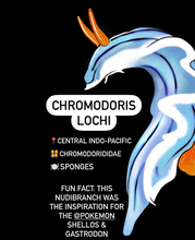 Load image into Gallery viewer, Chromodoris lochi Nudibranch facts
