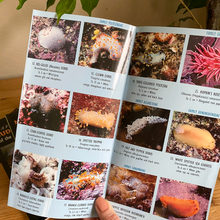 Load image into Gallery viewer, Field Guide to Nudibranchs of the Pacific Northwest close up of inside
