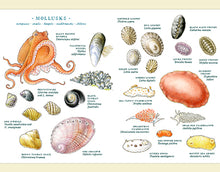 Load image into Gallery viewer, Fylling&#39;s Illustrated Guide to Pacific Coast Tide Pools
