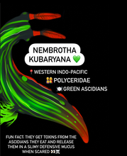 Load image into Gallery viewer, Nembrotha kubaryana Nudibranch facts
