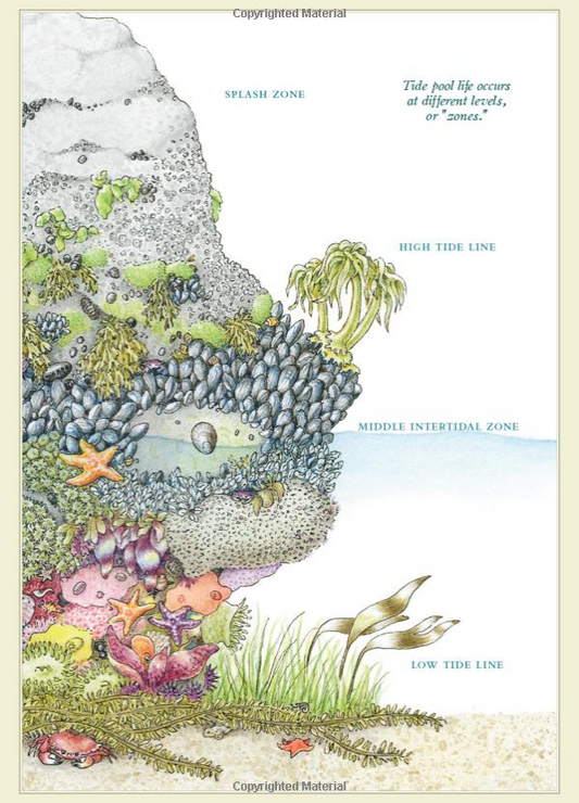 Fylling's Illustrated Guide to Pacific Coast Tide Pools